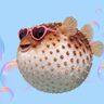 Pufferfish.