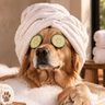 Hond in een spa.
